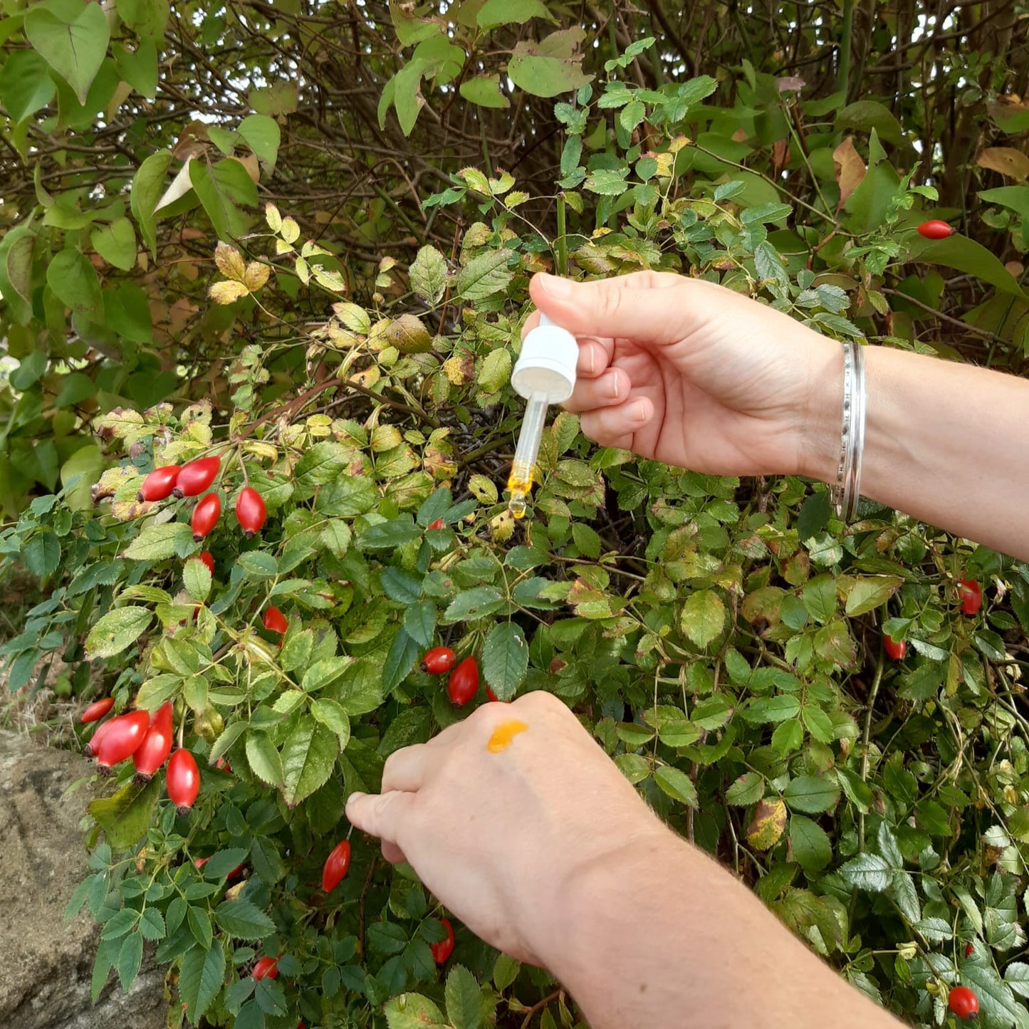 Using a dropper of the botanical face oil in front of a rosehip bush.