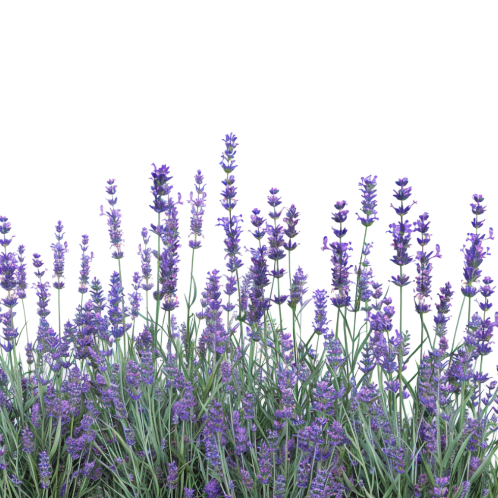 Gorgeous Yorkshire Lavender