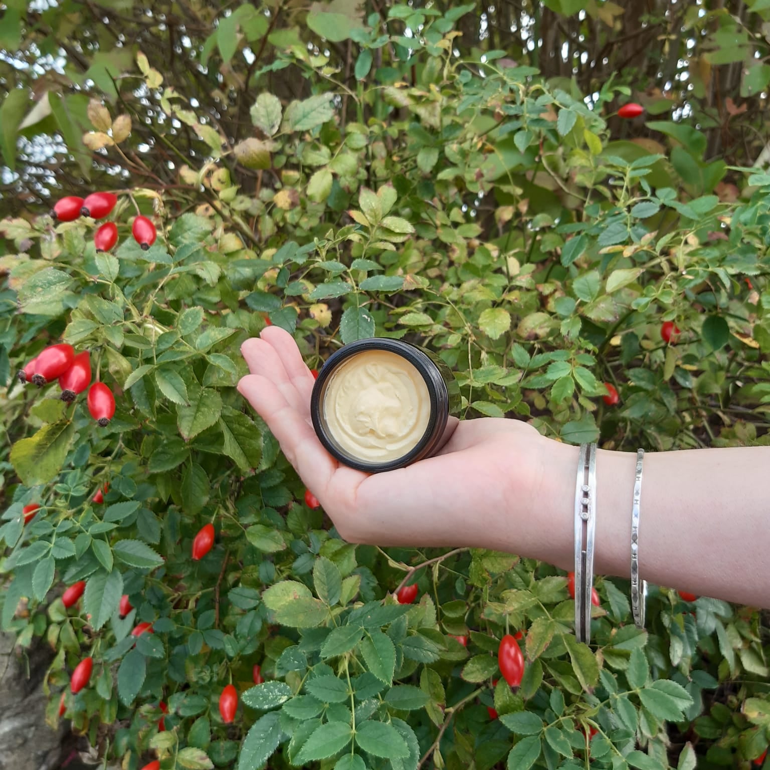 Hand holding a jar of face cream in front of a bush Rosehip bus with red berries